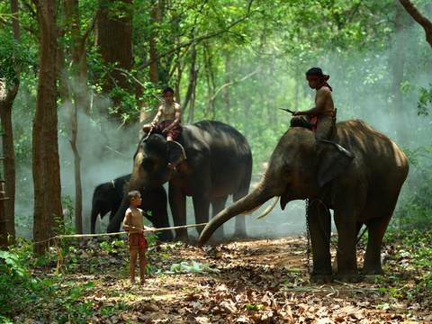 elephant wildlife animal