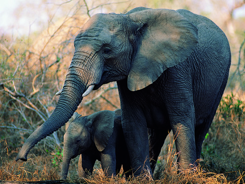 elephant wildlife animal