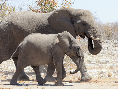 elephant wildlife animal