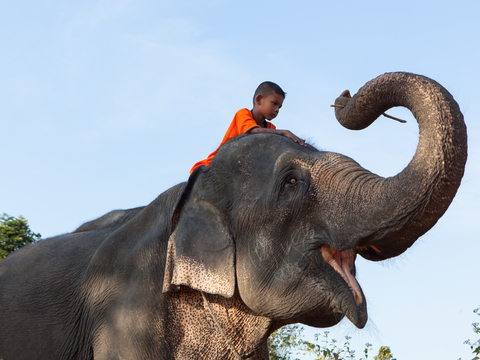 elephant wildlife animal