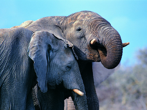 elephant wildlife animal