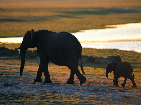 elephant wildlife animal