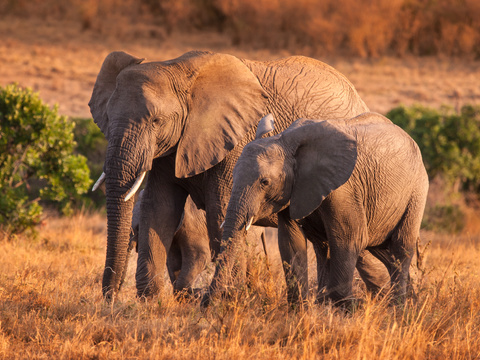 elephant wildlife animal