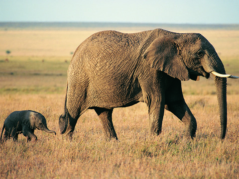 elephant wildlife animal