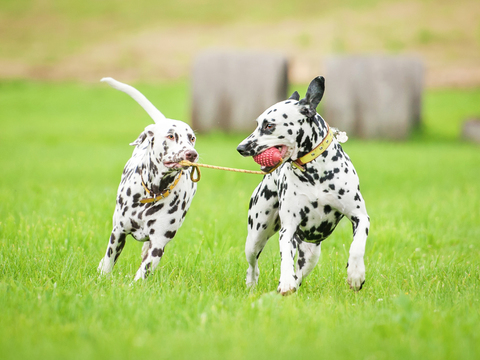 Puppy Pet Small Animal