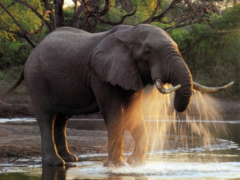 elephant wildlife animal