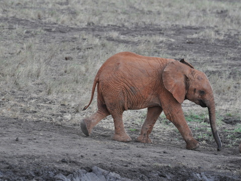 elephant wildlife animal