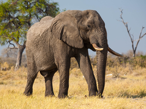 elephant wildlife animal