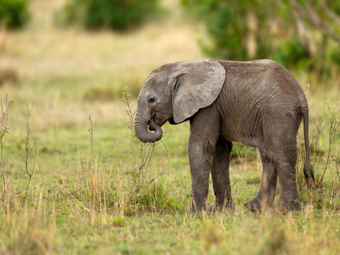 elephant wildlife animal