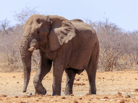 elephant wildlife animal