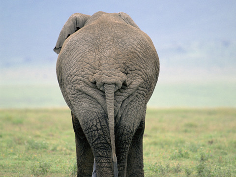 elephant wildlife animal