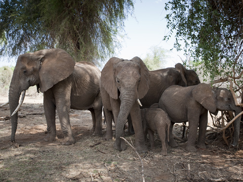 elephant wildlife animal