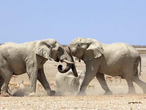 elephant wildlife animal