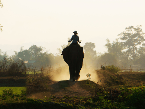 elephant wildlife animal