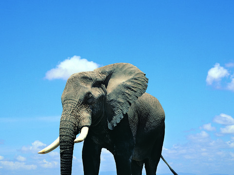 elephant wildlife animal