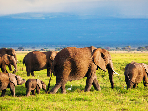 elephant wildlife animal