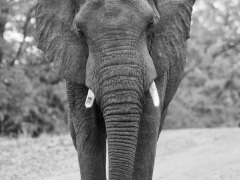 elephant wildlife animal