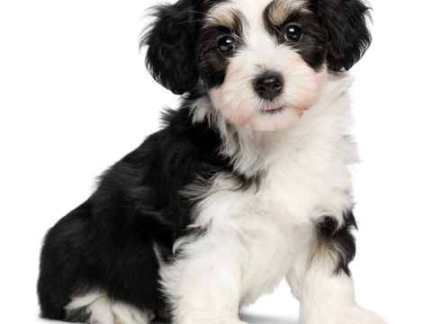 Puppy Pet Small Animal