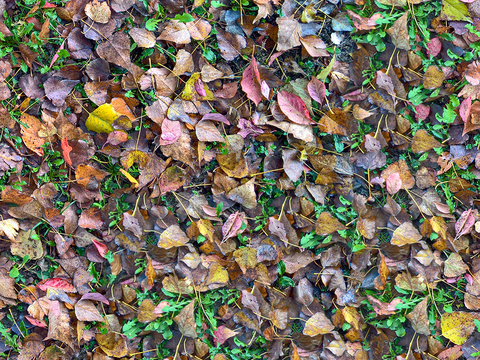 Seamless litter turf lawn ground