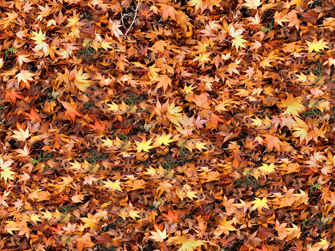 Seamless yellow dead branches and deciduous leaves turf grass lawn road ground