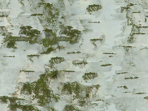 Seamless cracked dried bark texture