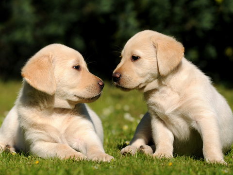 Puppy Pet Small Animal