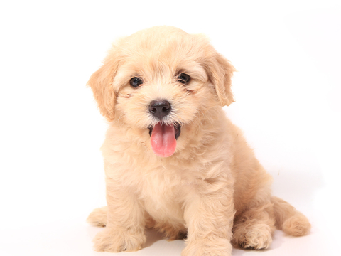 Puppy Pet Small Animal