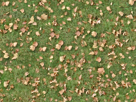 Seamless grass deciduous turf ground