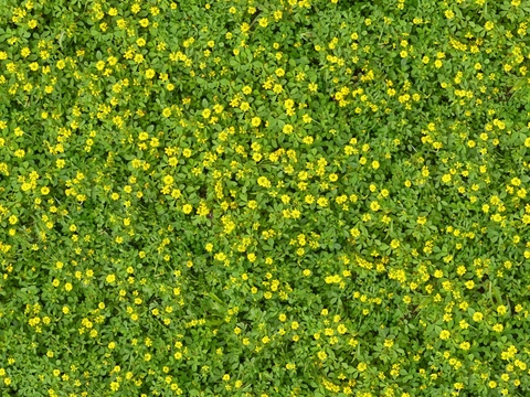 Seamless natural grass flower grass grass grass bushes green planting green grass ground