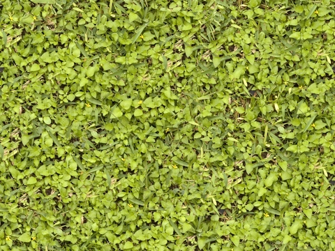 HD Real Green Plant Wall Grass Lawn Plants Grass Shrub Sod Ground