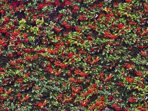 Seamless Red Landscape Shrub Plant Tree Fence Wall