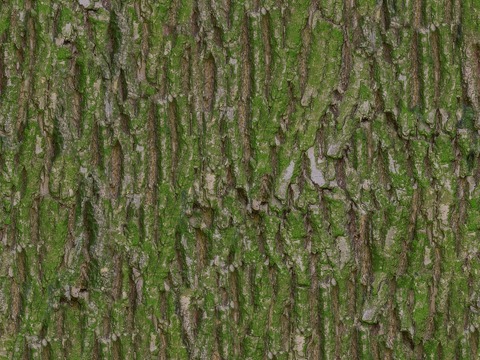 Moss bark