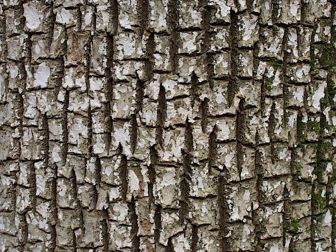 old bark