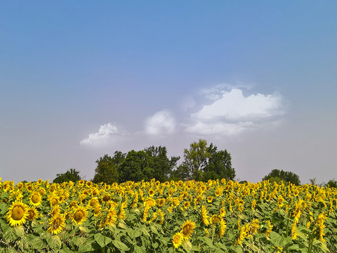 Rural landscape landscape