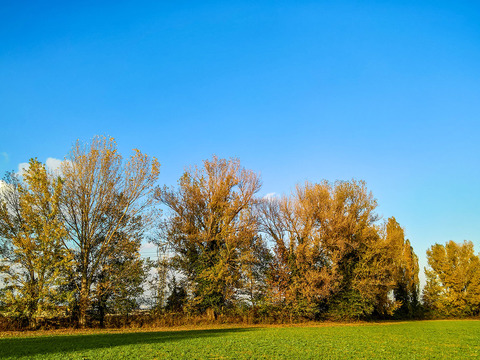 Rural landscape landscape