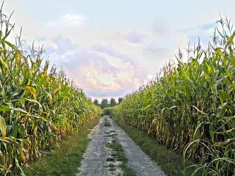 Natural Scenery Rural Landscape