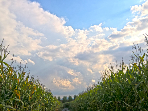 Natural Scenery Rural Landscape