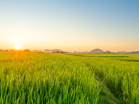 Farmland Sunset Landscape Exterior