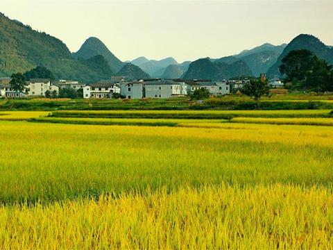 Farmland Paddy Field Landscape Exterior