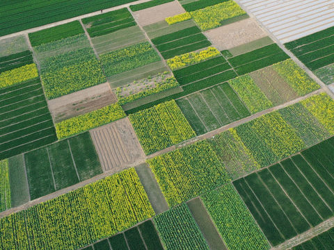 Aerial view of rural rice fields