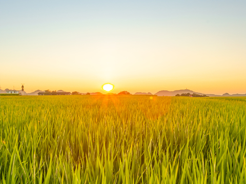 Rural paddy field sunset landscape location