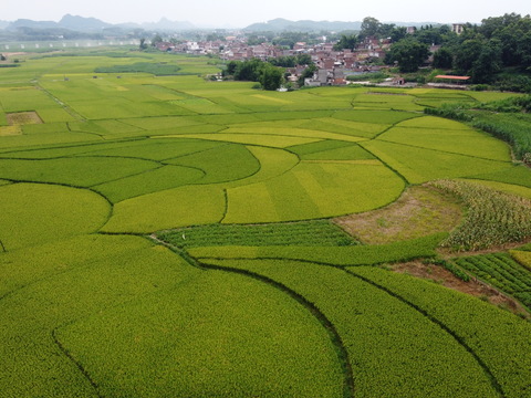 rural rice field pastoral