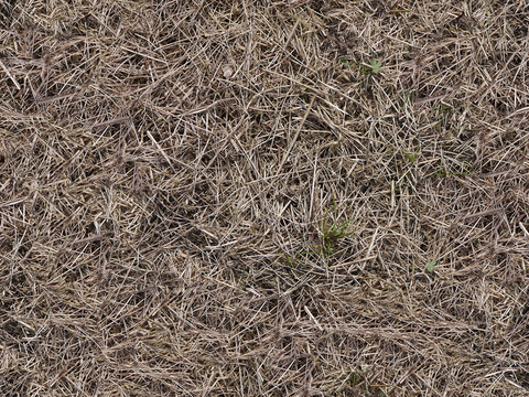 Seamless Garden Courtyard Yellow Grass Lawn Turf Ground