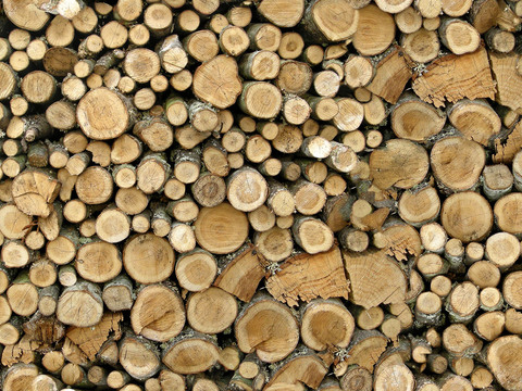 Seamless tree ring timber pile timber section trunk texture