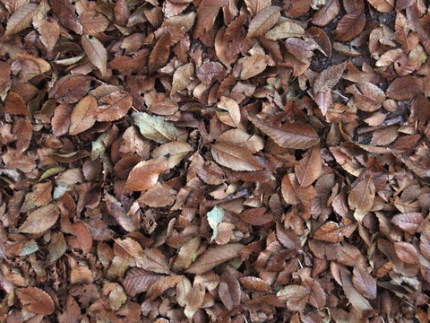 seamless leaves deciduous ground