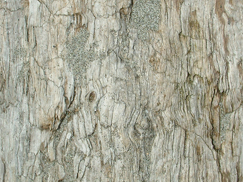 Seamless cracked dry bark trunk texture