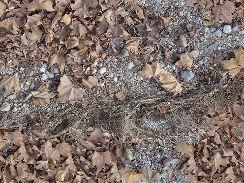 Seamless yellow dead branches and deciduous leaves turf grass lawn road ground