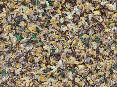 Seamless yellow dead branches and deciduous leaves turf grass lawn road ground