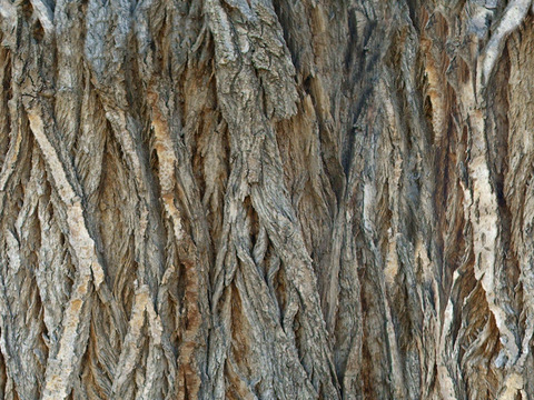 Seamless cracked dry bark trunk texture