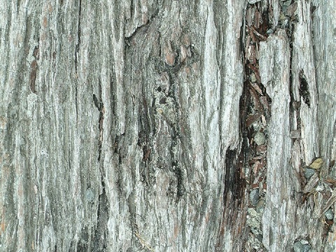 Seamless cracked dry bark trunk texture